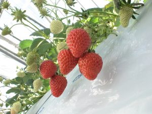 渥美半島・田原のおすすめいちご狩り＆子連れドライブスポット（2025春/愛知）