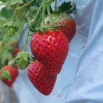 北海道・東北のいちご狩り、おすすめの品種と農園は？もういっこ・けんたろうなど