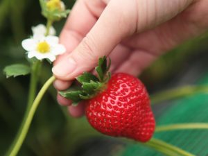九州・沖縄のいちご狩り、おすすめの品種と農園は?さがほのか、さちのかなど