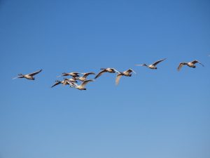 関東の白鳥の飛来地6選。オオハクチョウやコハクチョウに会いに行こう！