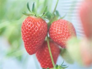 川越・所沢周辺のおすすめいちご狩り&子連れドライブスポット(2025春/埼玉)