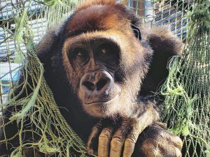 京都市動物園の見所は?ゴリラ一家が大人気!遊園地・図書館カフェも親子で楽しめる