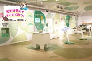 シルク博物館(神奈川県)で、かいこから絹ができるまでを学ぼう!