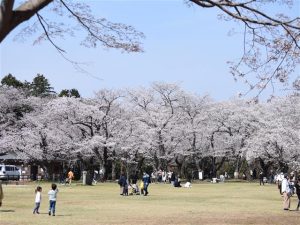 千葉県で桜・お花見がおすすめの大型公園(2025春)子ども連れで桜散歩!