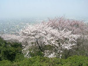 大阪府で桜・お花見がおすすめの大型公園(2025)子ども連れで桜散歩!