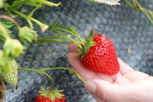 電車で行ける神戸市北区のいちご狩り!まぼろしの“二郎いちご”食べ放題がおすすめ
