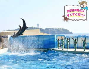 新江ノ島水族館(神奈川県)のクラゲやシラス、そしてイルカに興味津々