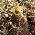 関西でタケノコ掘りを体験できる農園！バーベキューやすき焼きも（大阪・兵庫ほか）