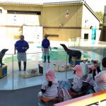 参加・体験型の宮島水族館に子どもも大人も夢中！スナメリやアシカがかわいい