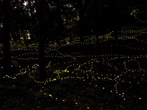 東海のホタル観賞スポット・ホタル祭り！温泉地を舞うゲンジボタルなど