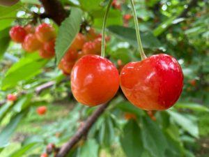 仁木・余市のさくらんぼ狩り・ブルーベリー狩りなど夏の果物狩り7選