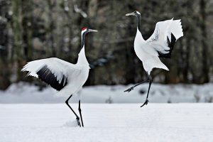 タンチョウに出会える！キャンプ場も併設の道の駅 阿寒丹頂の里を遊びつくそう