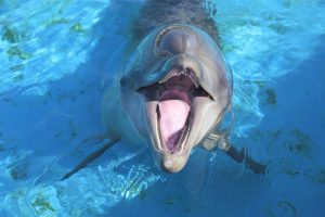 イルカと泳げる・遊べる水族館は?イルカの生態や種類、ジャンプする理由も解説