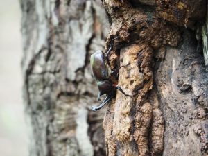 ぐんま昆虫の森でカブトムシやバッタを探そう!昆虫観察館など見どころいっぱい
