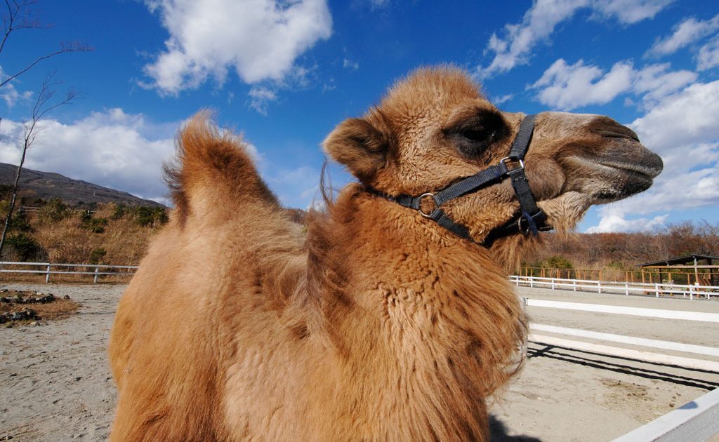 らくだ様確認用