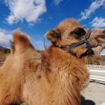 ラクダに乗れる・エサがあげられる動物園は？ラクダの生態やコブについても解説