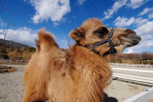 ラクダに乗れる・エサがあげられる動物園は?ラクダの生態やコブについても解説