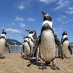 ペンギンの11種類を解説！日本で生態を学べるおすすめの水族館も紹介！