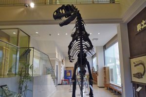 「奥出雲多根自然博物館」は泊まれる自然博物館!ナイトミュージアムを満喫しよう