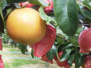 奈良県の秋の味覚&果物狩りスポット5選！梨狩り・みかん狩り・柿狩り