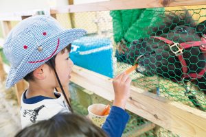 小岩井農場まきば園（岩手県）の広々とした緑のまきばで動物と遊ぼう！