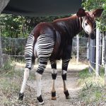 【最新版】オカピがいる日本の動物園は2つ！生態やキリンと似た特徴（角・舌・蹄など）も解説
