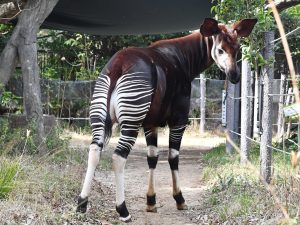 【最新版】オカピがいる日本の動物園は2つ!生態やキリンと似た特徴(角・舌・蹄など)も解説