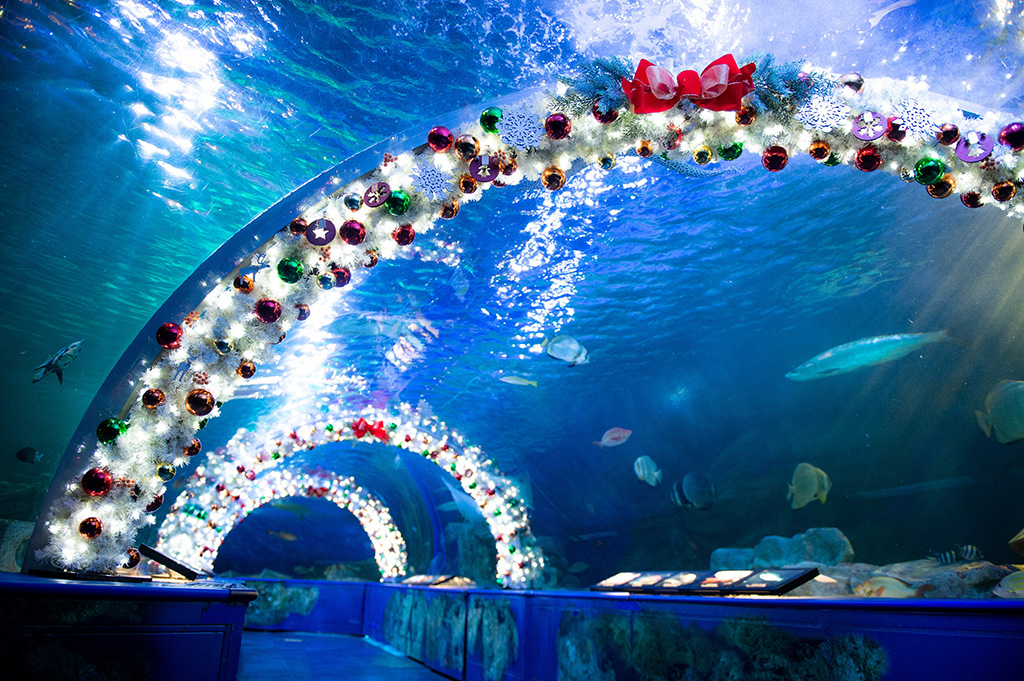 「しな水のクリスマス2022」可愛く装飾されたクリスマストンネル/しながわ水族館(東京都/品川区)