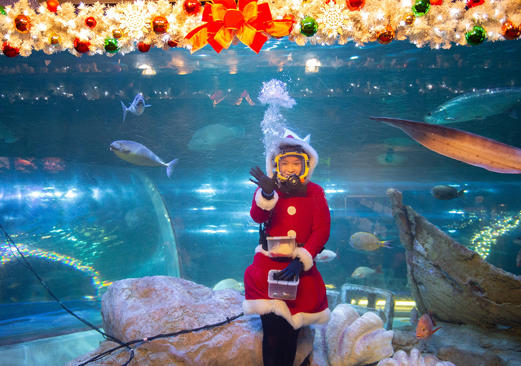 クリスマス水中ショー/しながわ水族館(東京都/品川区)