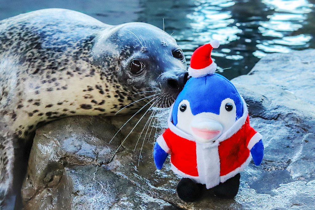 クリスマスアザラシショー/しながわ水族館(東京都/品川区)