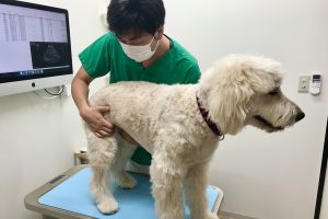 子どもに人気のお仕事に注目!|獣医さん(清澄白河アニマルクリニック 本池さん)<お仕事編>