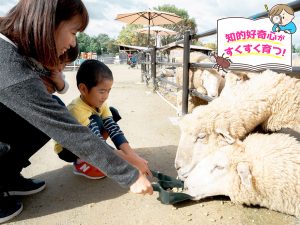 堺・緑のミュージアム ハーベストの丘(大阪府)でヒツジやカピバラなどの動物とふれあおう