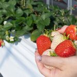 白いちごとは？白いちご狩りもできる農園21選（2025）淡雪・ミルキーベリー・桃薫など