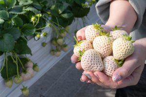 白いちごとは?収穫できるいちご狩りスポット