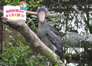 神戸どうぶつ王国(兵庫県)は動物との距離が近くて体験メニューも充実!