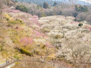 茨城県の梅の名所・梅林・梅園（2025）開花時期や水戸の梅まつりなどもチェック