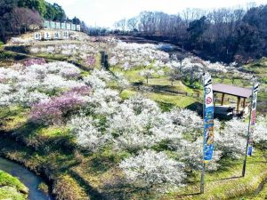 栃木県の梅の名所・梅林・梅園（2025）開花時期や梅まつりもチェック