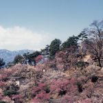 甲信越・北陸の梅の名所・梅林・梅園（2024）開花時期や梅まつりもチェック