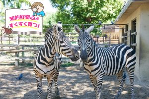 姫路市立動物園(兵庫県)は小さな子連れにおすすめ!絵本に出てくる人気の動物がいっぱい
