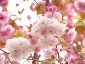 茨城県で桜・お花見がおすすめの大型公園(2025春)子ども連れで桜散歩!
