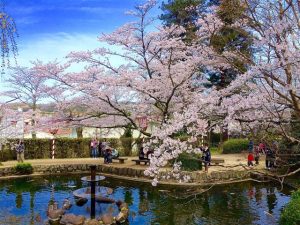 中国で桜・お花見がおすすめの大型公園20選(2025)子ども連れで桜散歩!