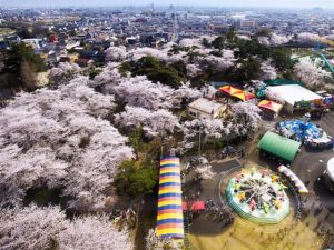 群馬県で桜・お花見がおすすめの大型公園(2025春)子ども連れで桜散歩!