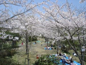 四国で桜・お花見がおすすめの大型公園21選(2025)子ども連れで桜散歩!