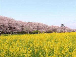 埼玉県で桜・お花見がおすすめの大型公園(2025春)子ども連れで桜散歩!