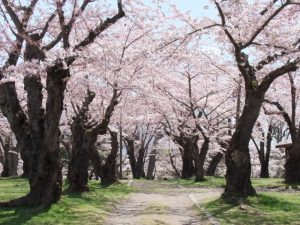 北海道で桜・お花見がおすすめの大型公園(2025)子ども連れで桜散歩!