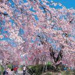 東北で桜・お花見がおすすめの大型公園33選（2025）子ども連れで桜散歩！