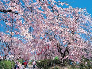 東北で桜・お花見がおすすめの大型公園33選(2025)子ども連れで桜散歩!
