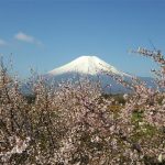 山梨県で桜・お花見がおすすめの大型公園5選（2025）子ども連れで桜散歩！