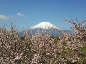山梨県で桜・お花見がおすすめの大型公園5選(2025)子ども連れで桜散歩!