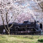 長野県で桜・お花見がおすすめの大型公園（2025）子ども連れで桜散歩！